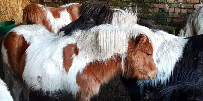 Shetland Ponies de Eladon